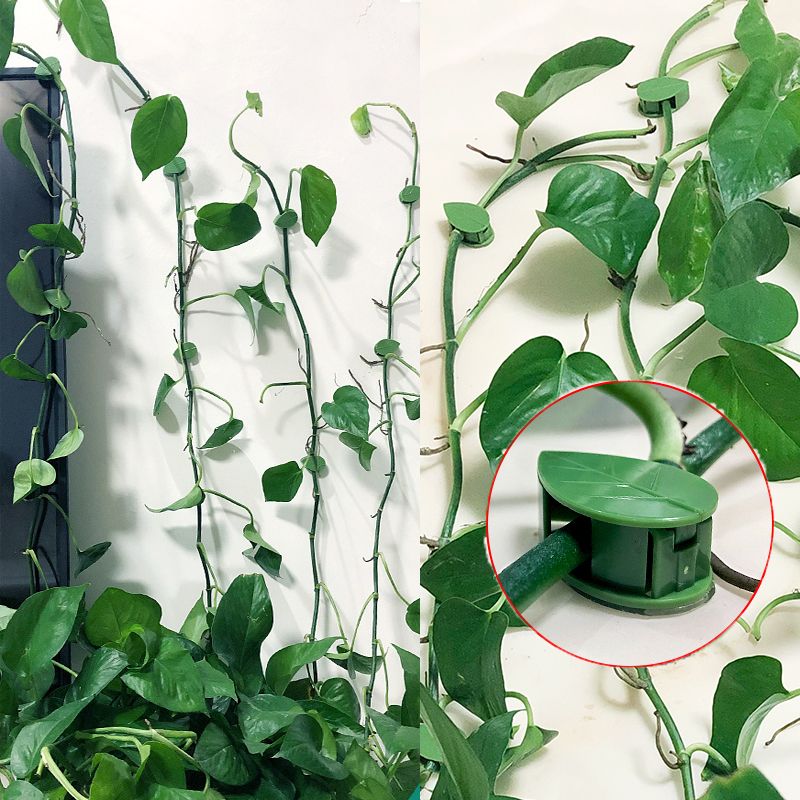 10/30/50 Peças de Clipes de Fi - Vine Climbing Plastic avaliação e preço